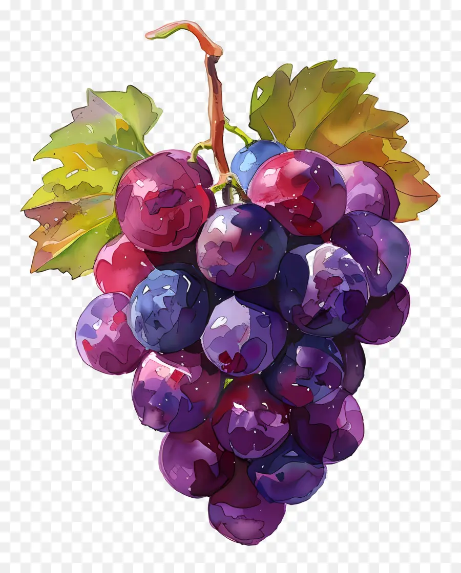 Grapes，живопись PNG