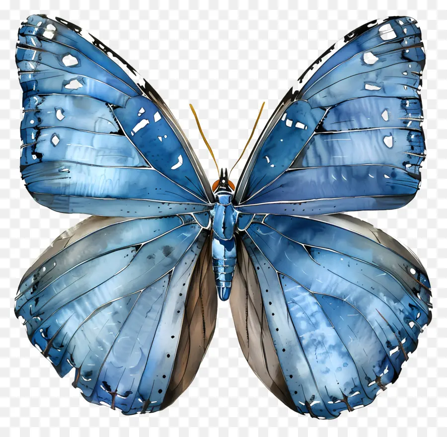 голубая бабочка，насекомое PNG