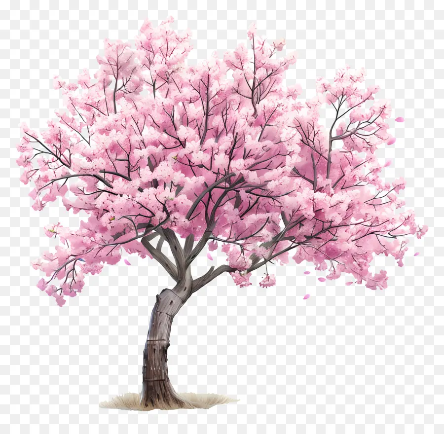 цвет дерева，вишни PNG