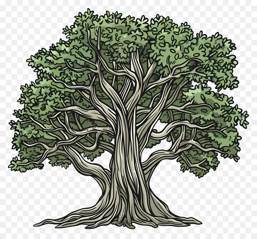 баньян，Oak Tree PNG