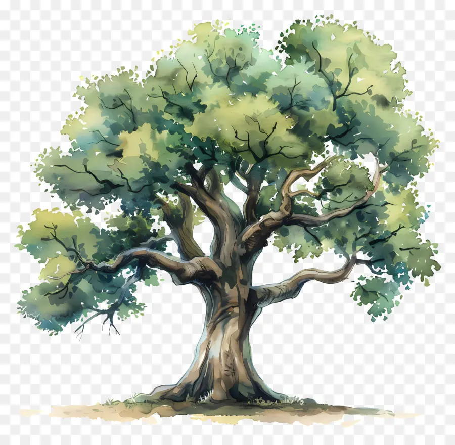 Oak Tree，Дерево PNG