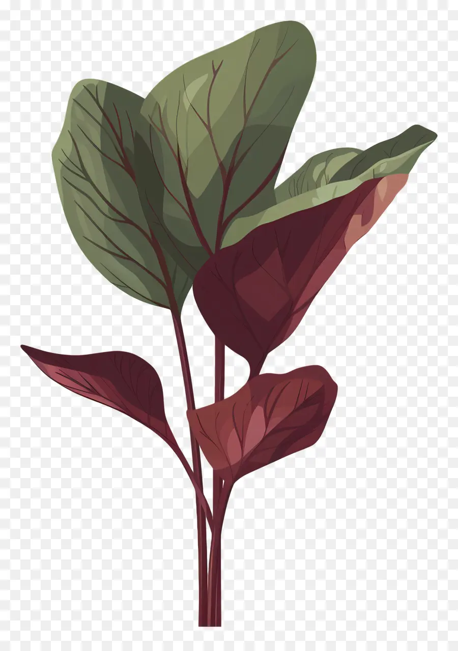 щавель，Красное листовое растение PNG