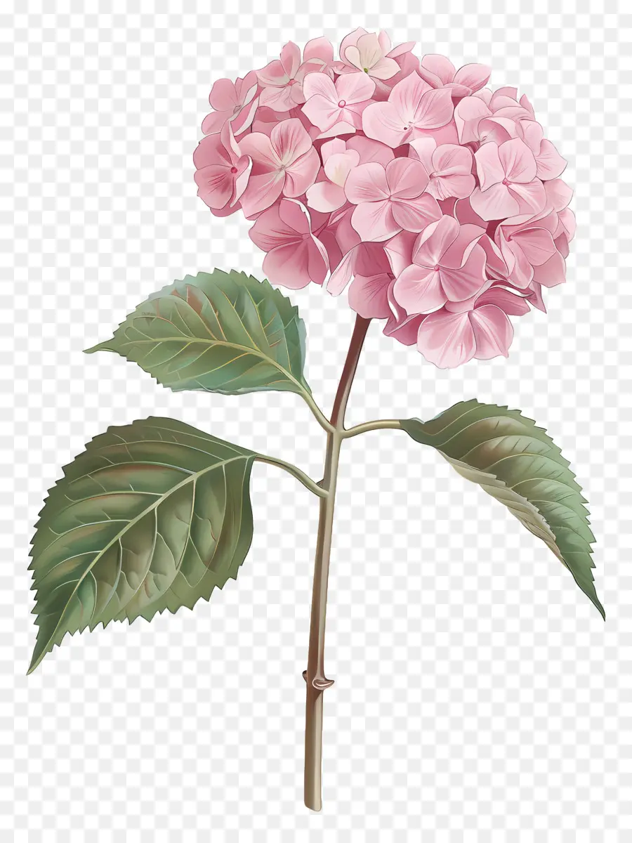 розовый Гортензия，Розовый садоводство цветок PNG