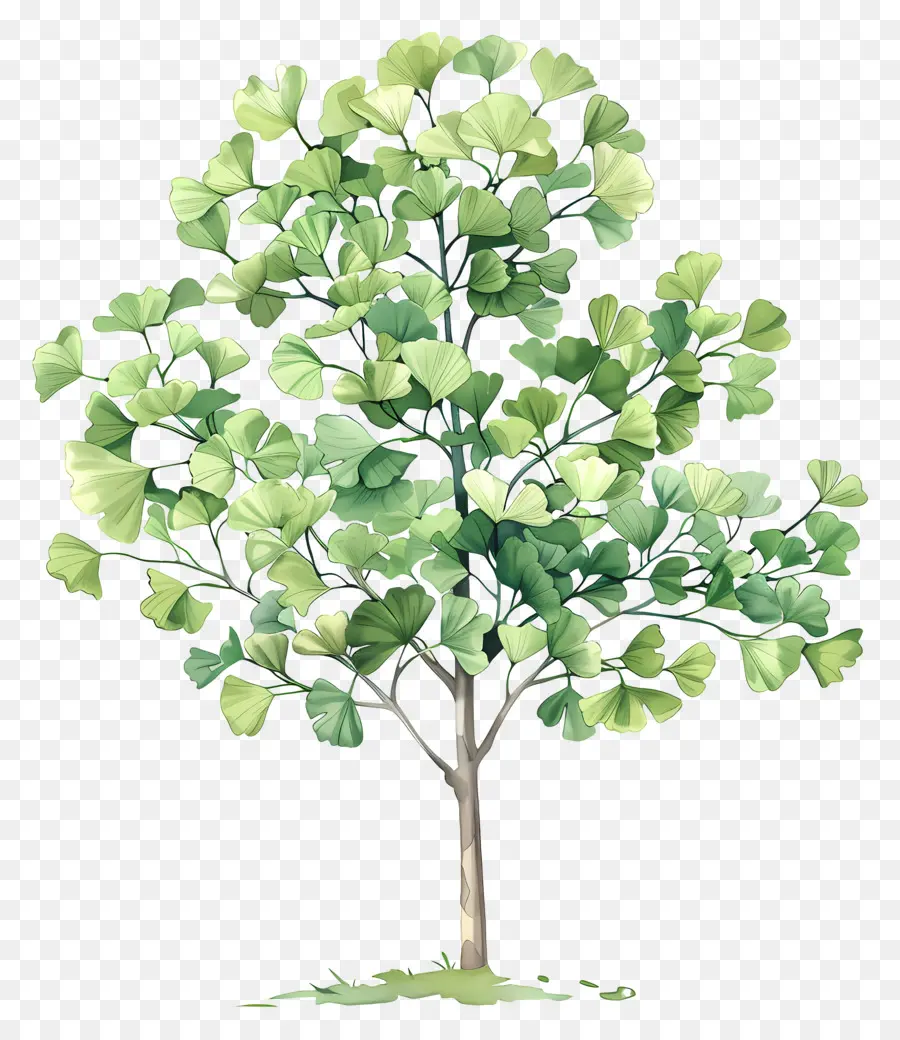 дерево гинкго，зеленое дерево PNG
