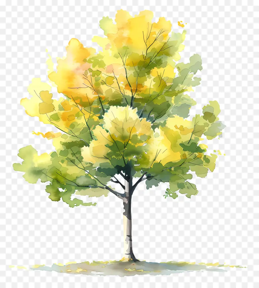 дерево гинкго，Дерево PNG