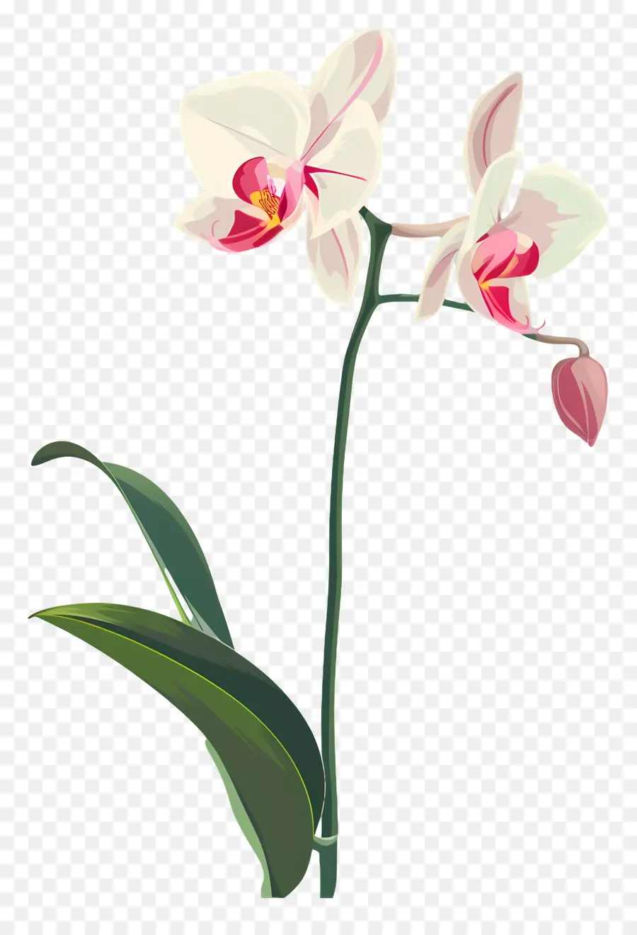 Орхидеи，Белая Орхидея PNG