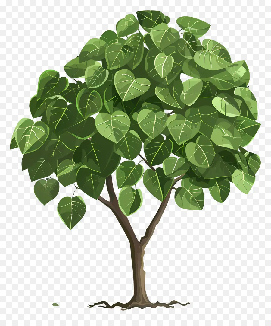 Дерево Peepal，Зеленый листовой кустарник PNG