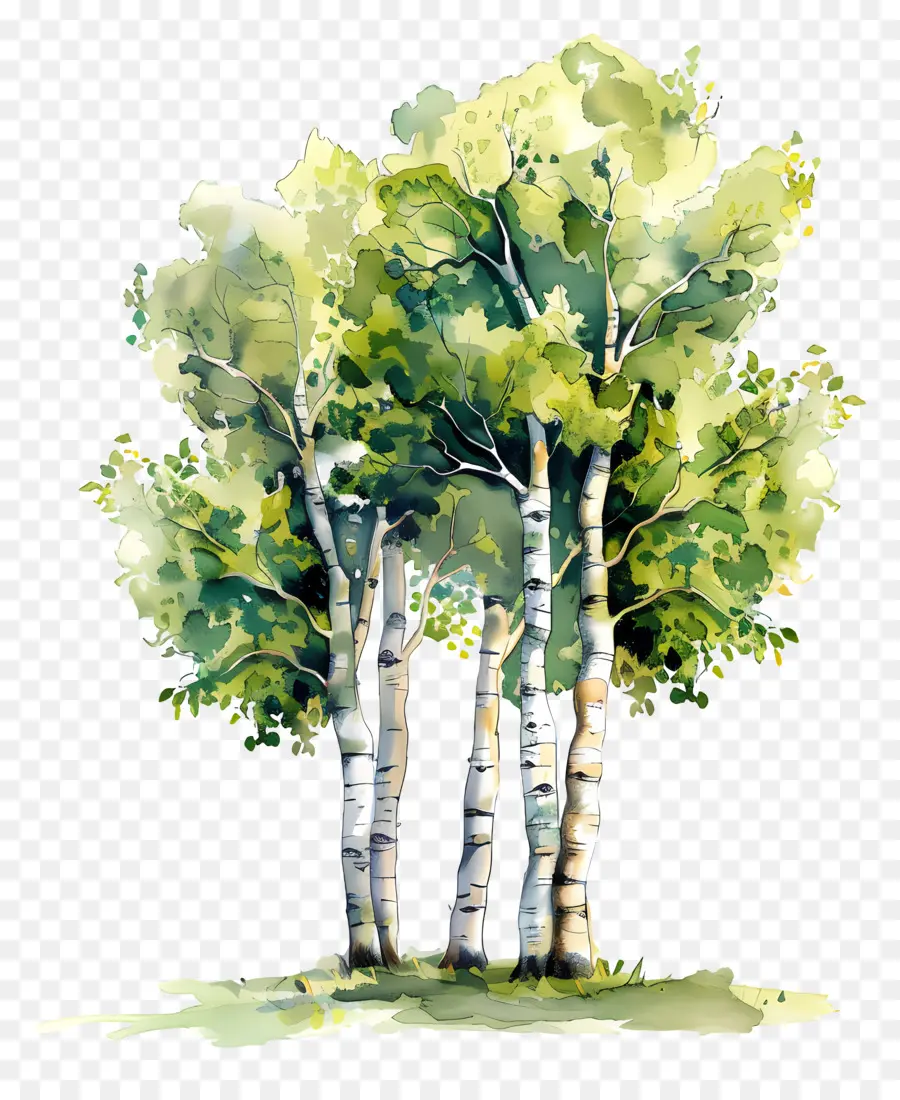 осиновое дерево，Аспен деревья PNG