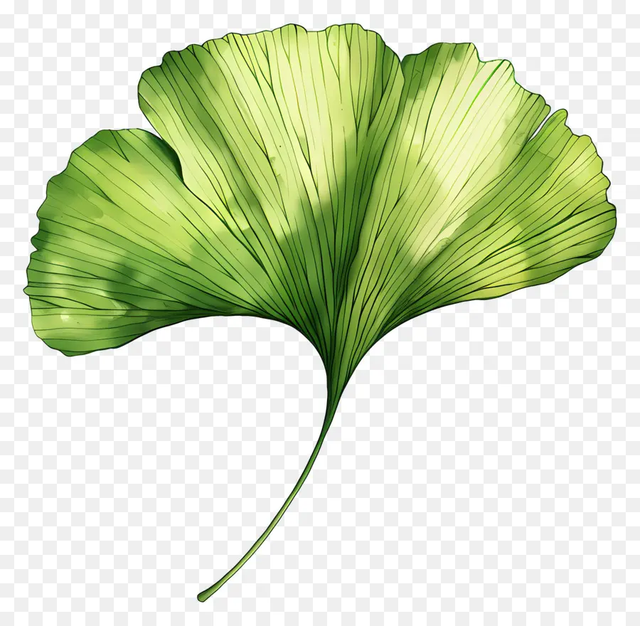 Зеленый лист Гинкго，Гинкго билоба PNG