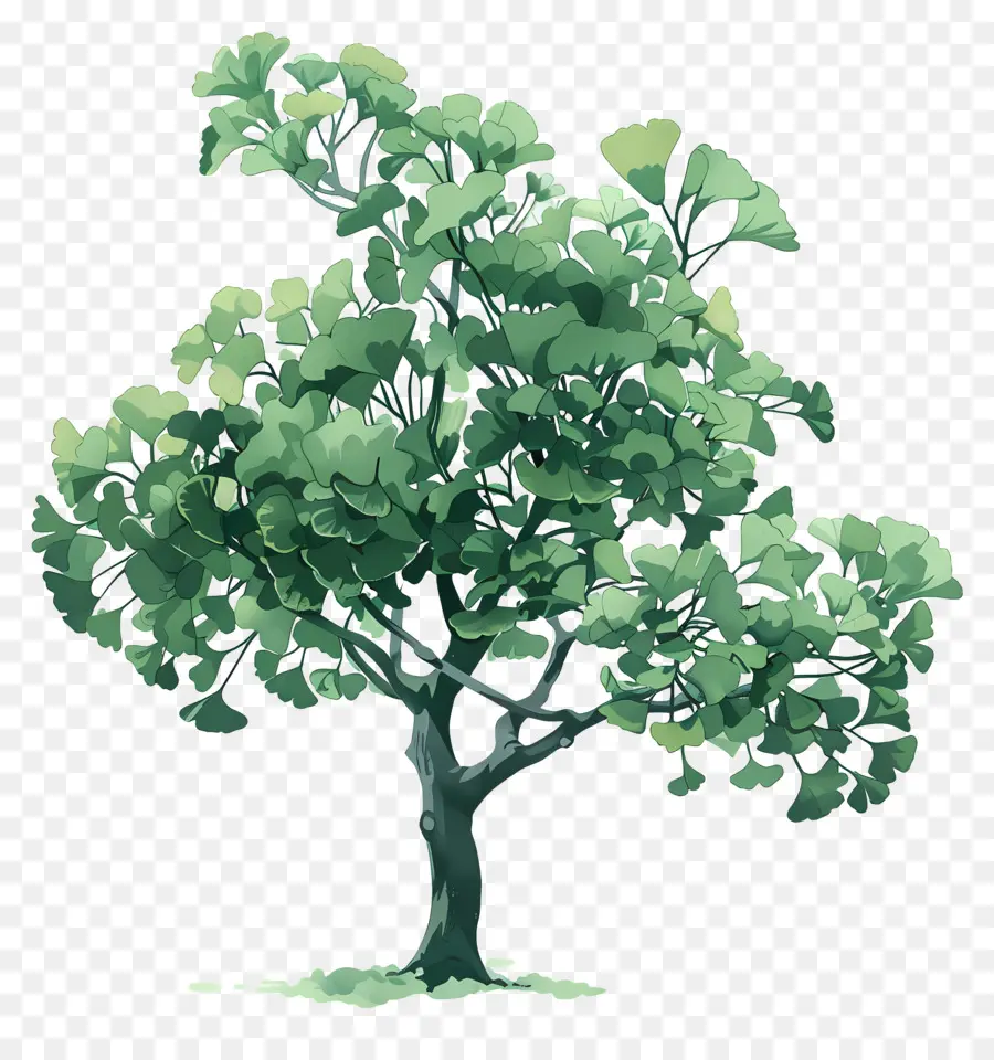 дерево гинкго，зеленое дерево PNG