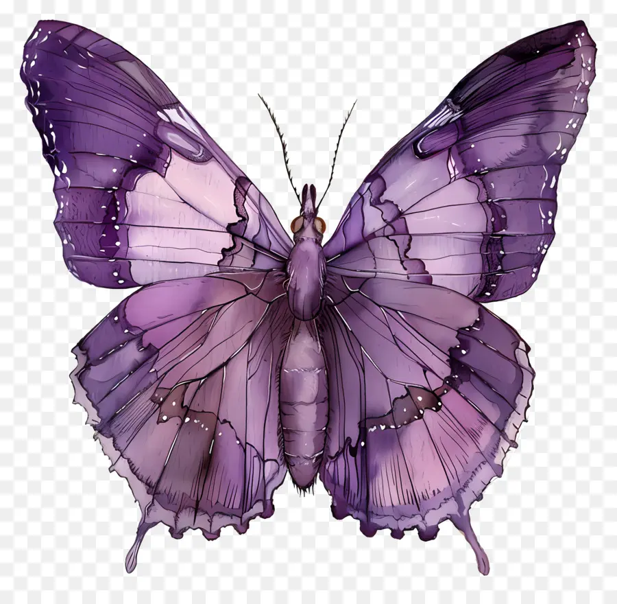 фиолетовый бабочка，Бабочка PNG