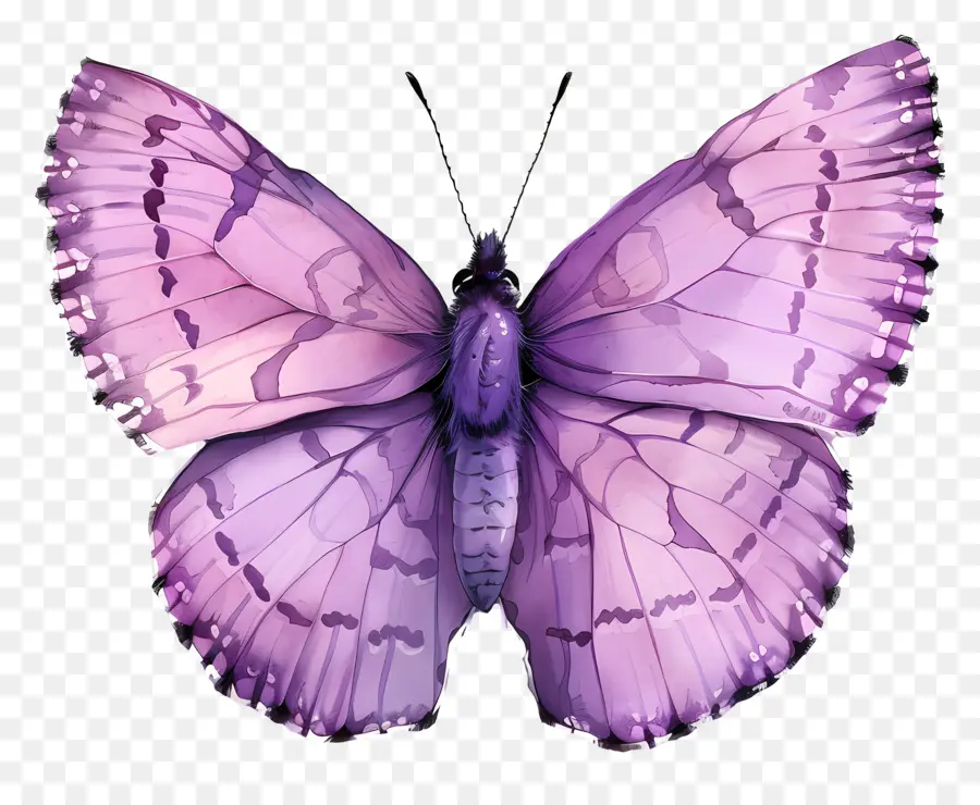 фиолетовый бабочка，акварельная живопись PNG