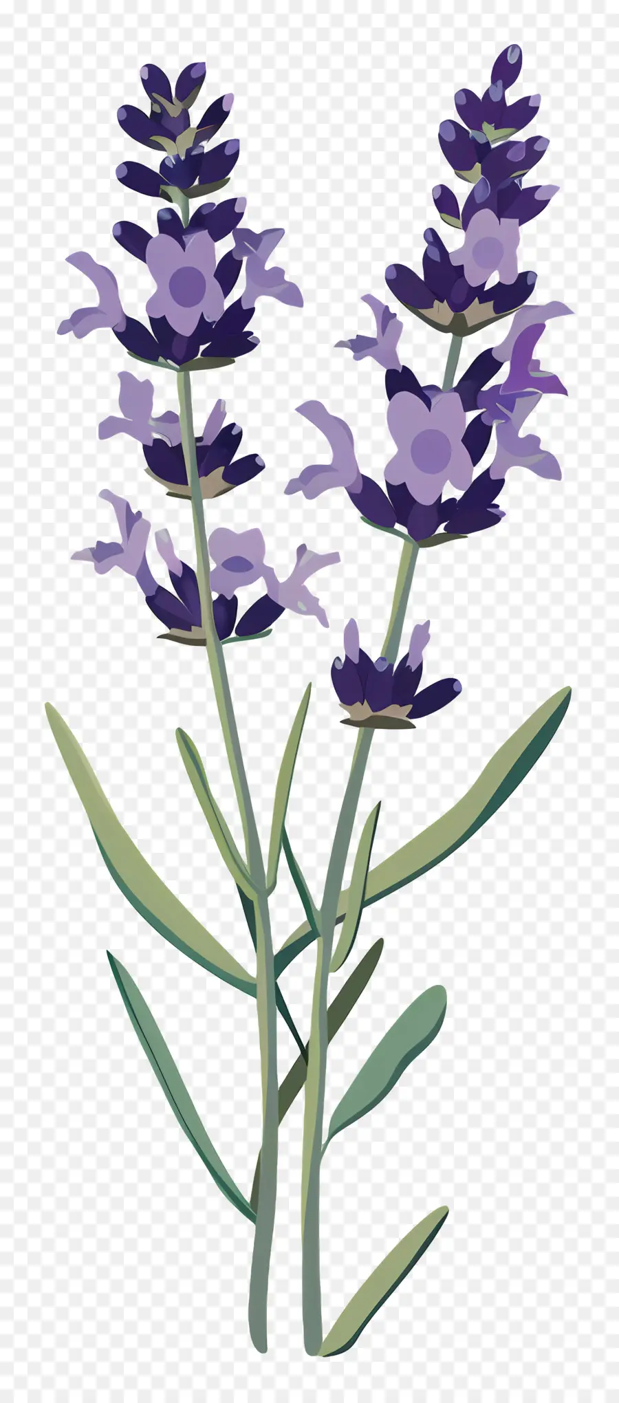 лаванда，фиолетовый цветок PNG