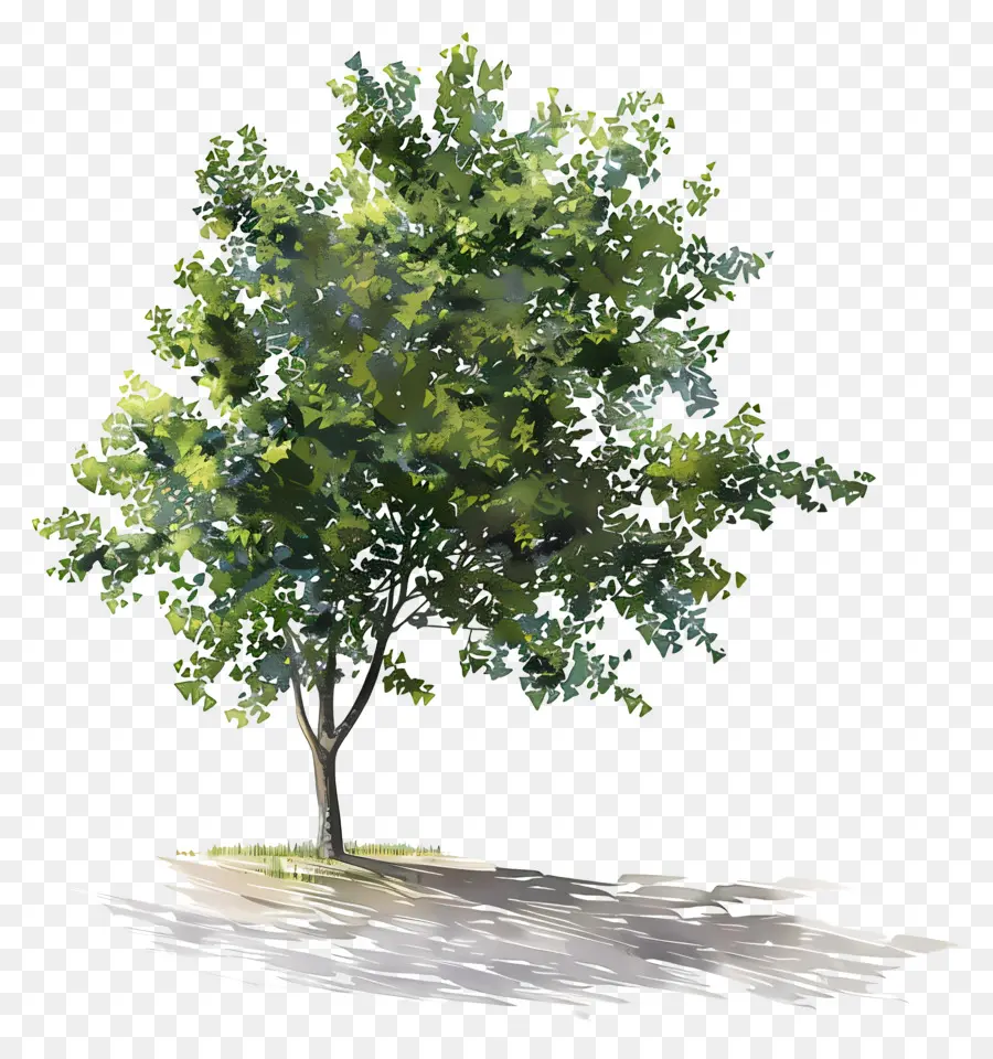 тень дерева，Дерево PNG