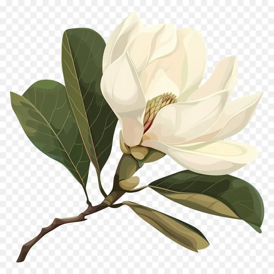 магнолии，белый цветок PNG