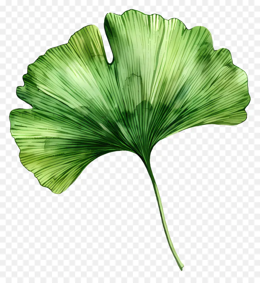 Зеленый лист Гинкго，дерево гинкго PNG