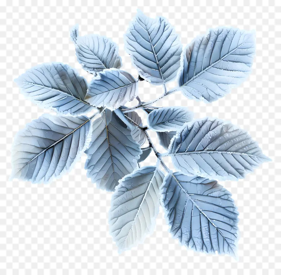 листья，Мороз PNG