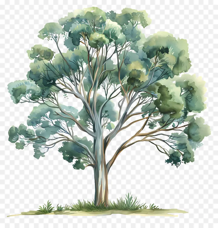 эвкалиптовое дерево，Дерево PNG