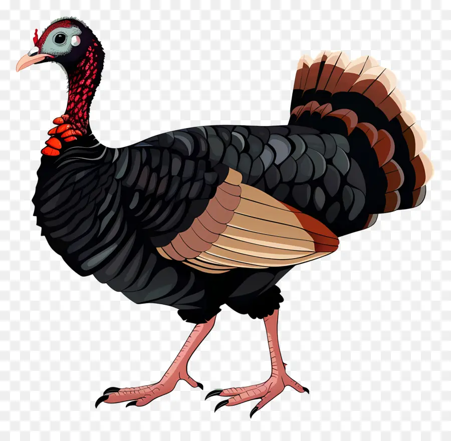 Турция，Черный Турция PNG
