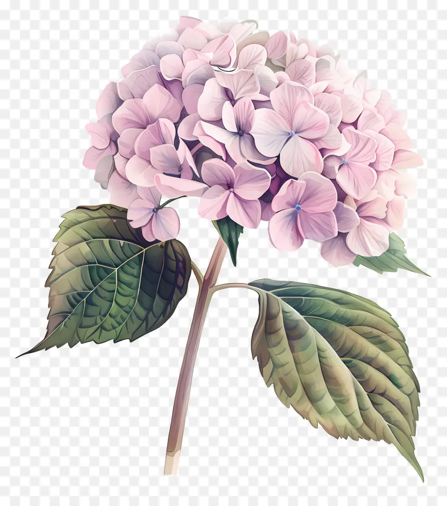 розовый Гортензия，цветок живопись PNG