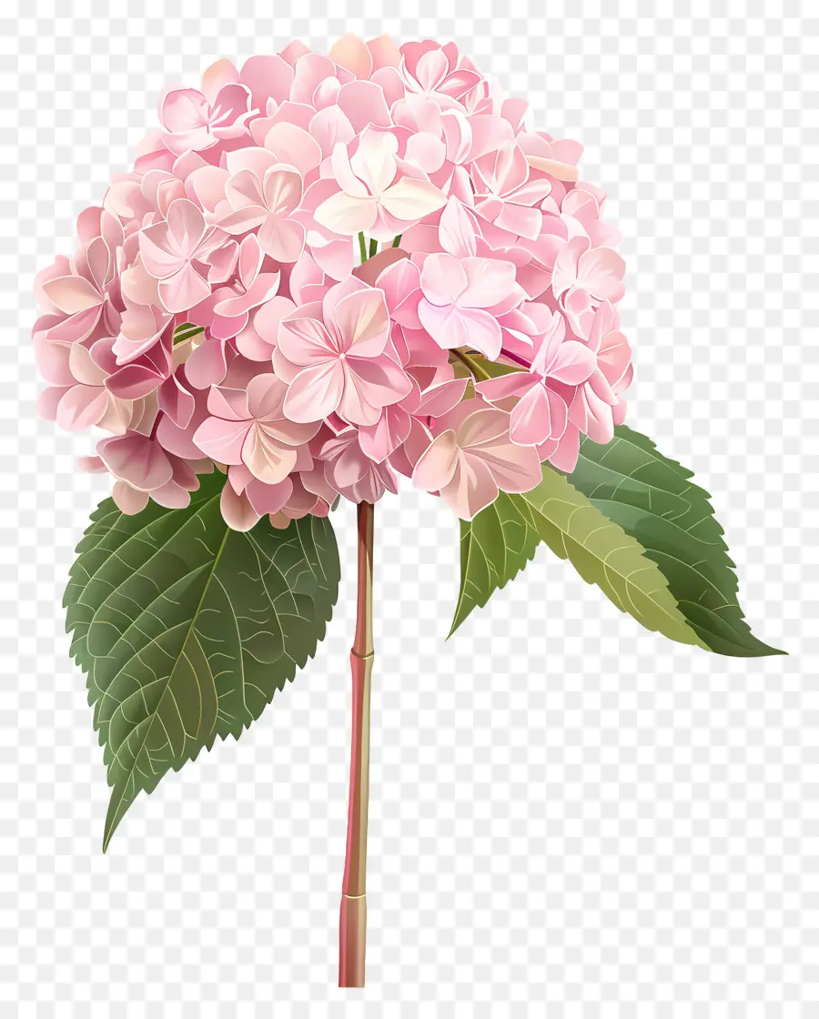 розовый Гортензия，Розовые цветы PNG