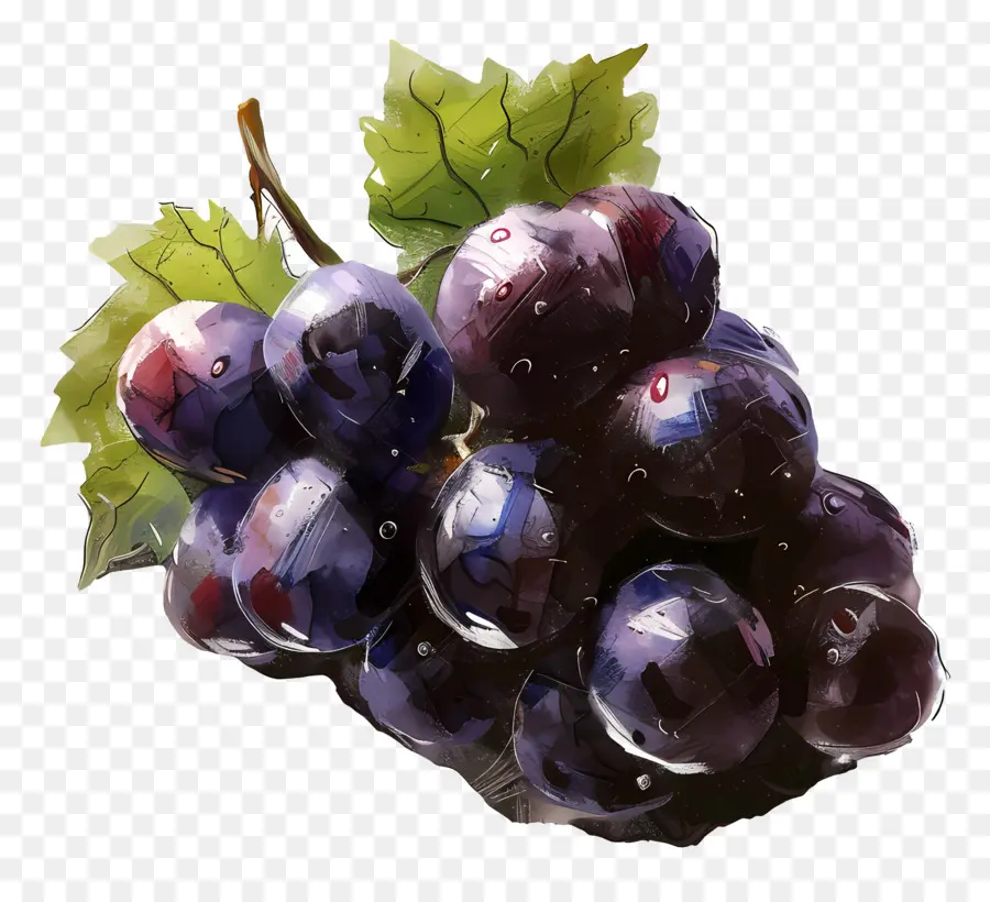 Grapes，фиолетовый виноград PNG