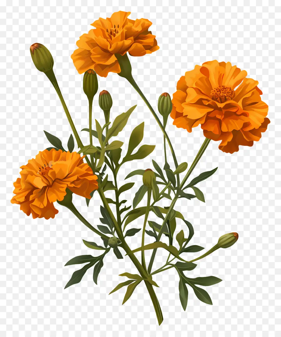 бархатцы，оранжевые цветы PNG