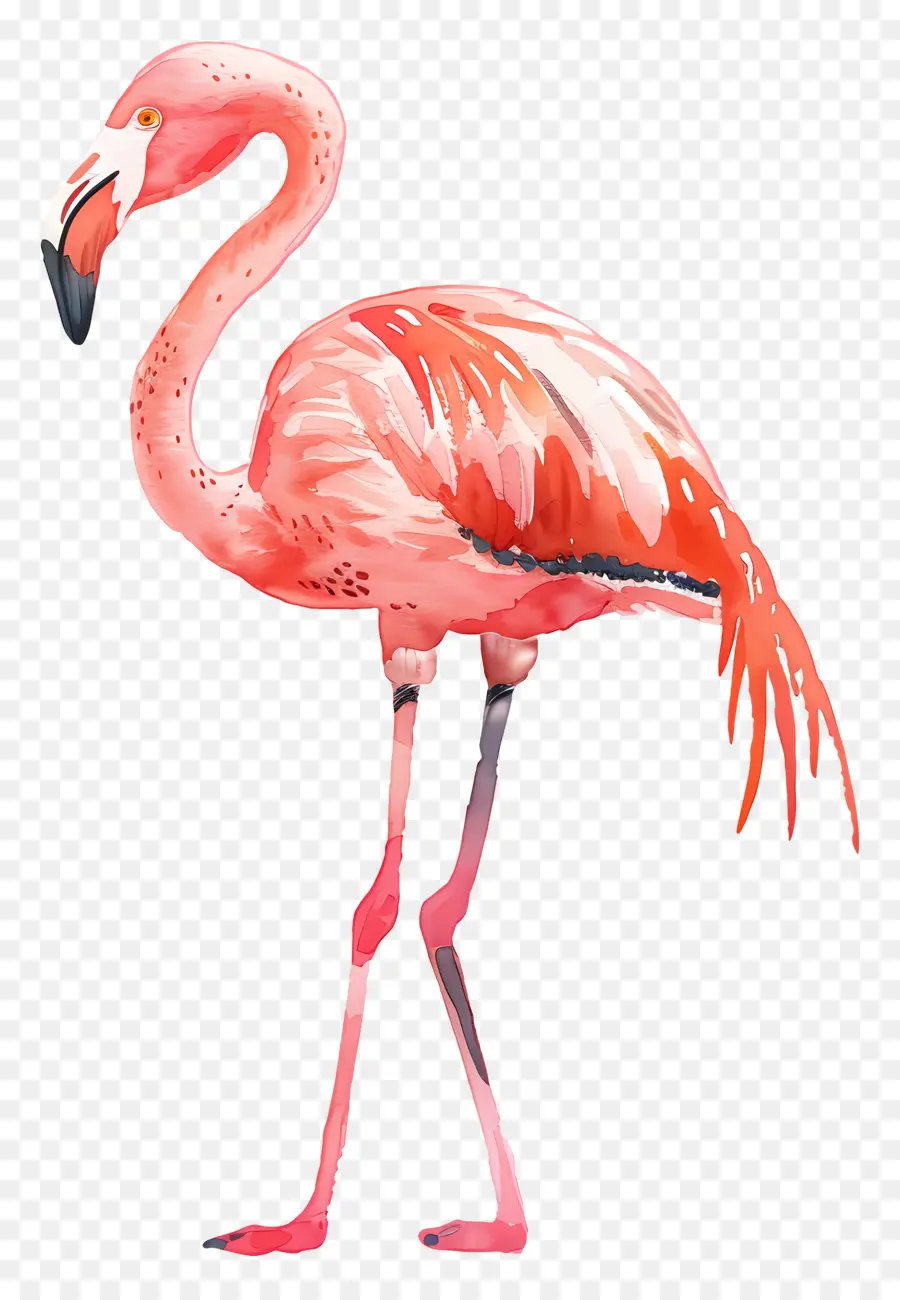 Фламинго，Pink Flamingo PNG