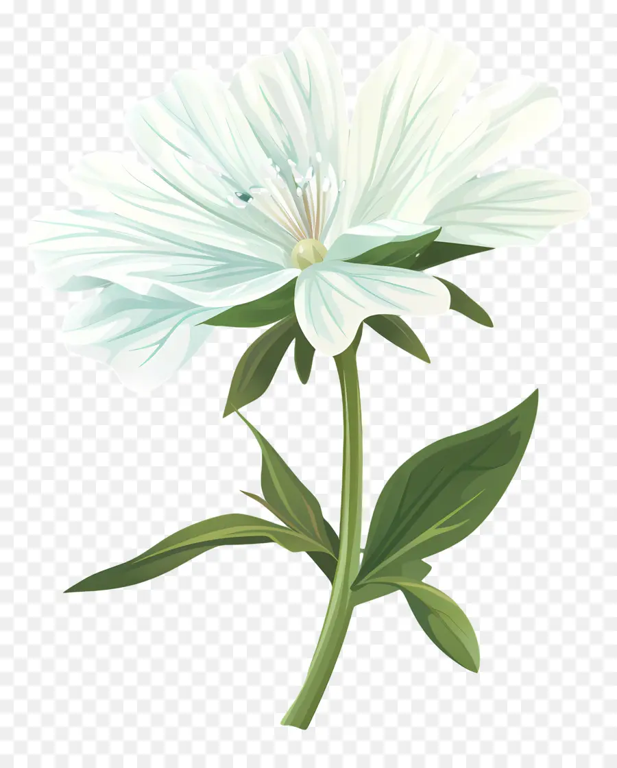 Цикорий，белый цветок PNG
