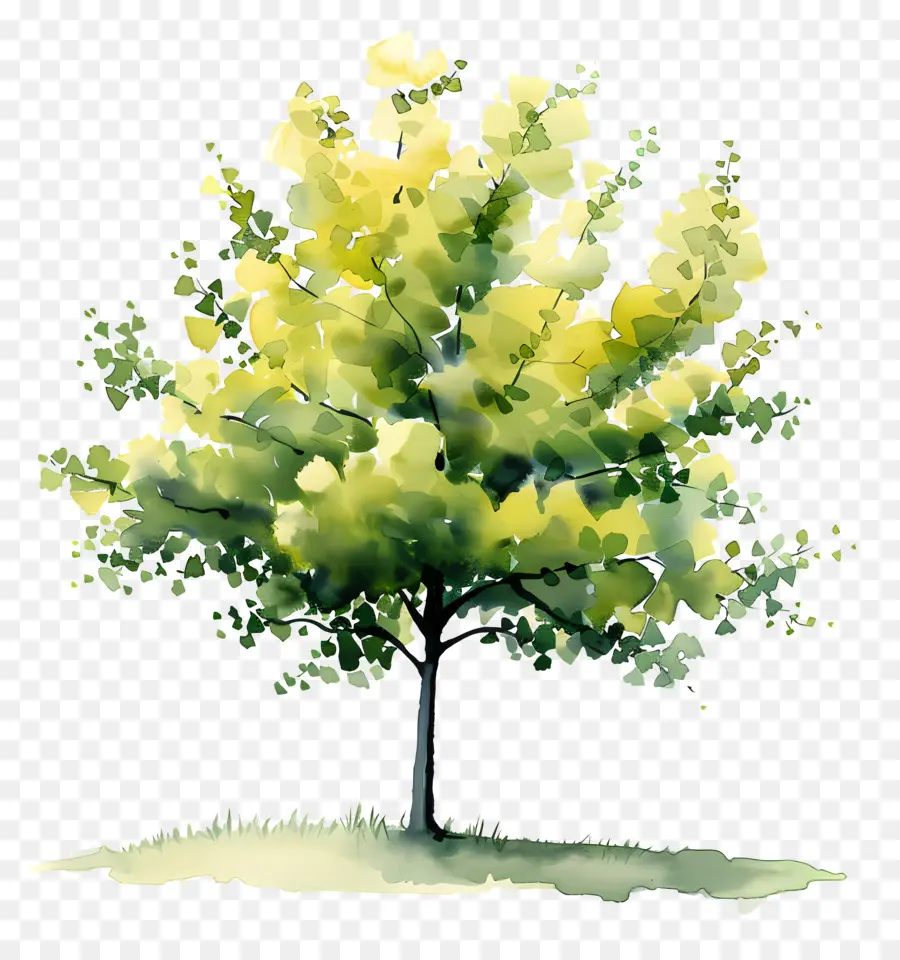дерево гинкго，Дерево PNG