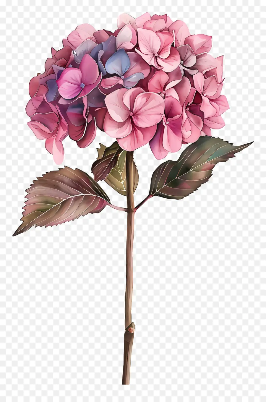 розовый Гортензия，розовый цветок PNG