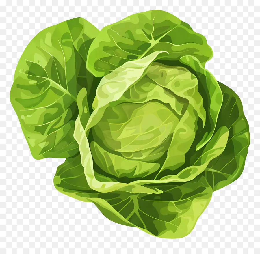 Lettuce，зелень PNG