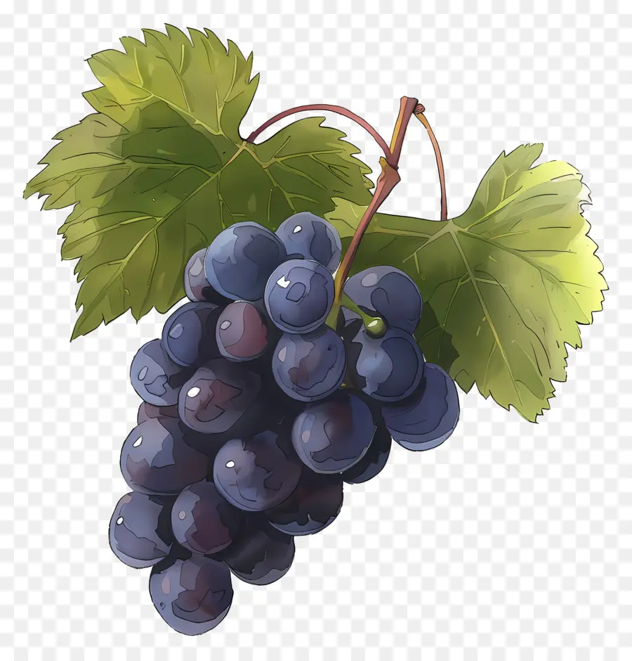 Grapes，виноградная лоза PNG