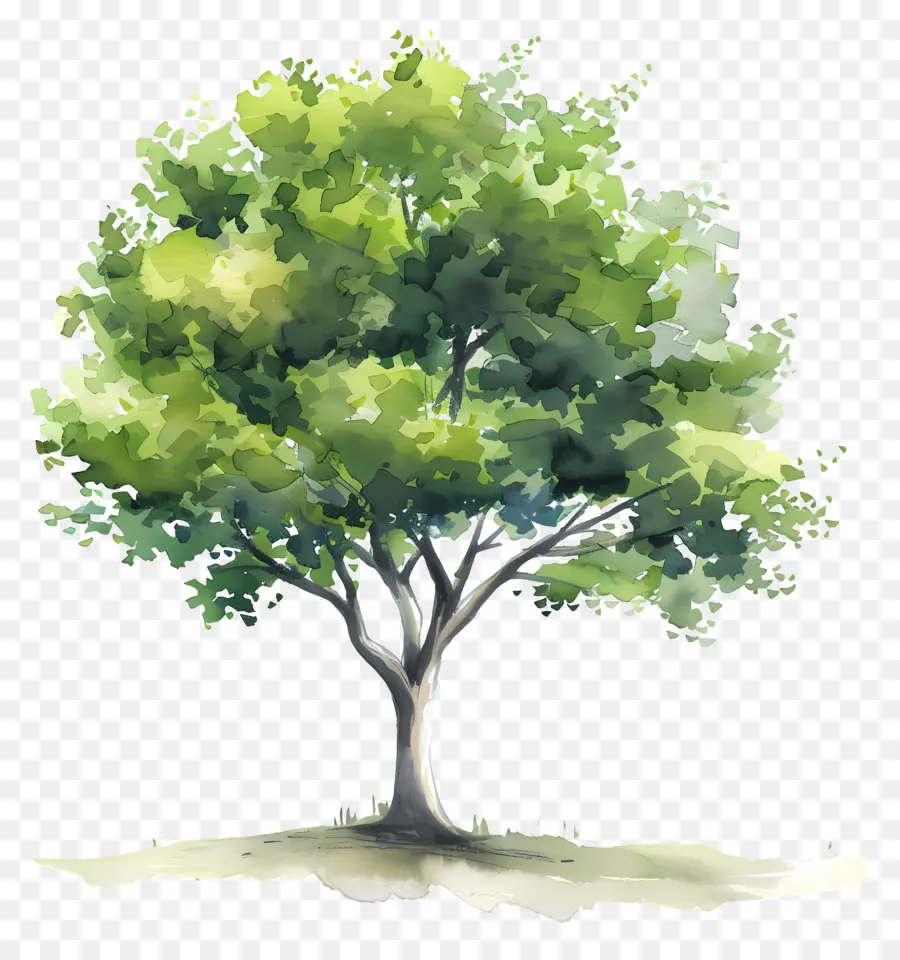 буковое дерево，Дерево PNG