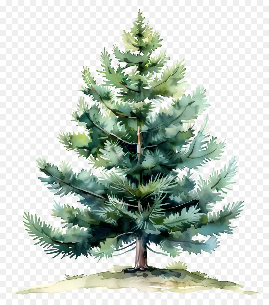 Pine Tree，природа PNG
