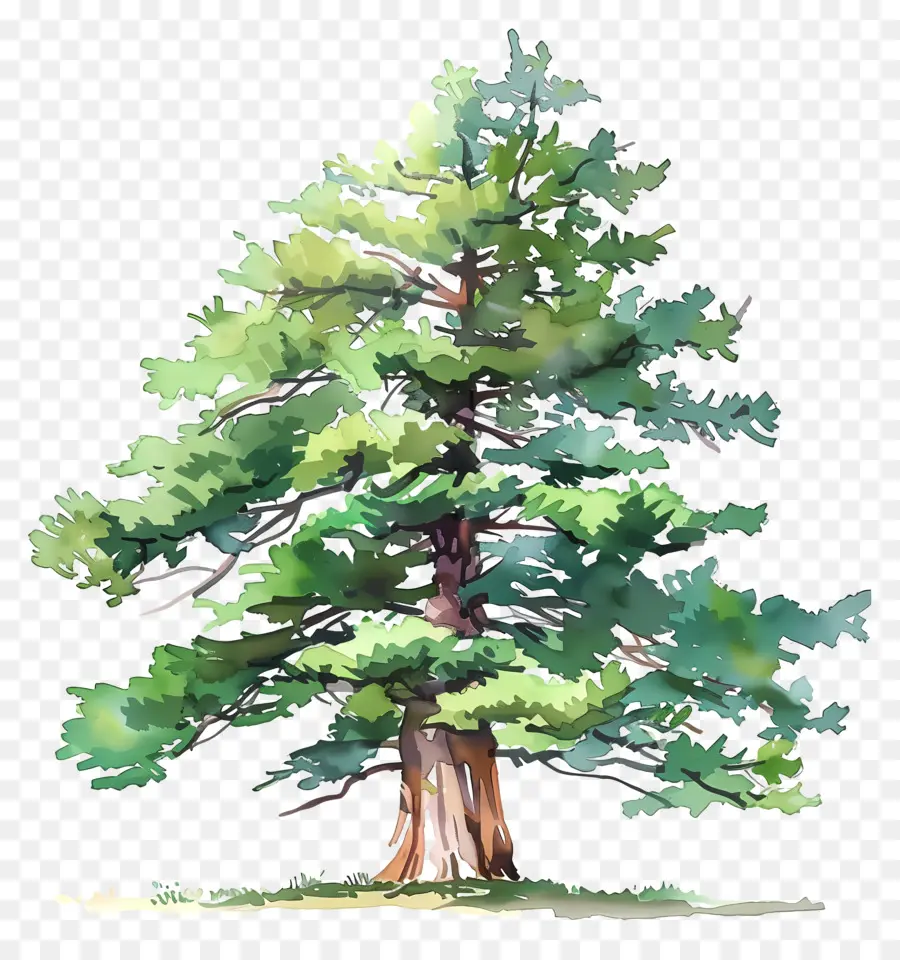 кедровое дерево，большое дерево PNG