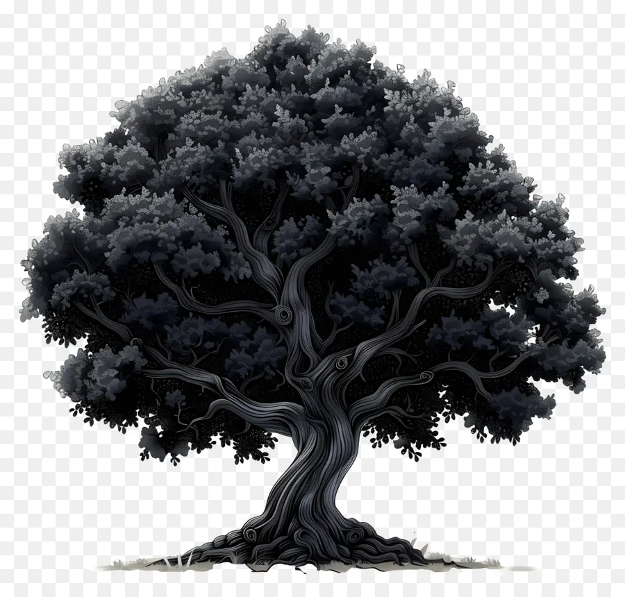 Шварцвальдное дерево，Дерево PNG