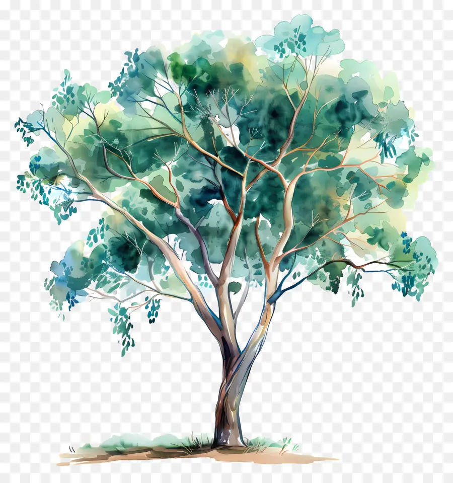 эвкалиптовое дерево，картина дерево PNG