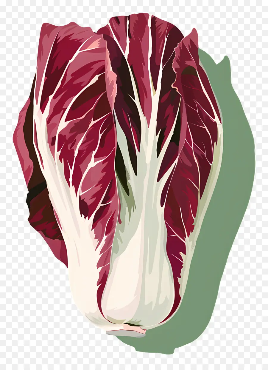 Цикорий，красный салат PNG