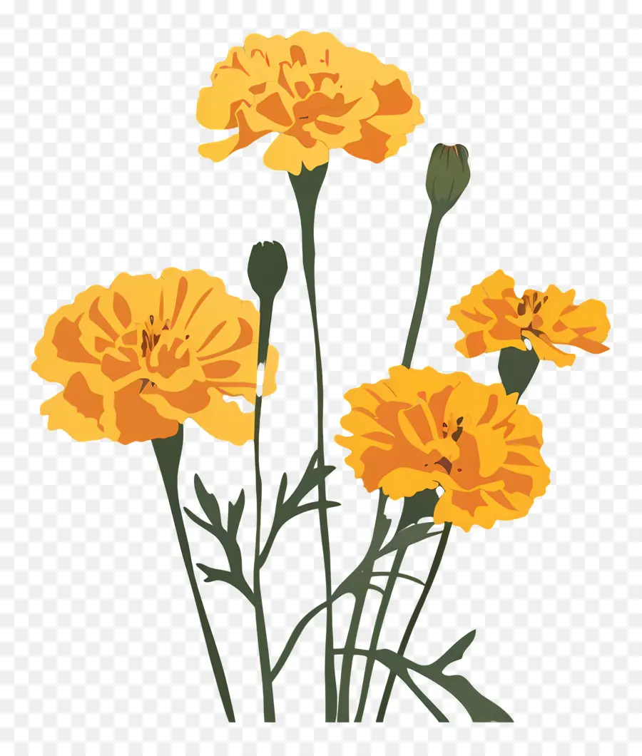 бархатцы，желтые цветы PNG