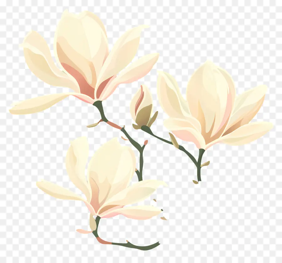 магнолии，Белый цветок PNG