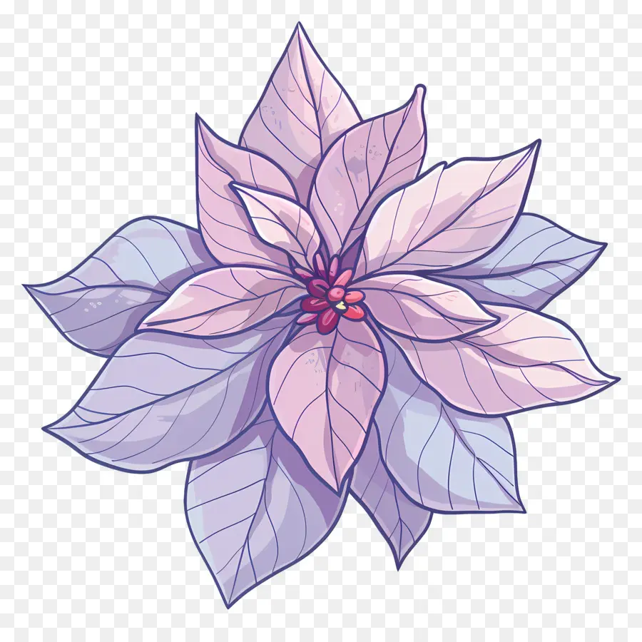 Пуансеттия，Purple Poinsettia PNG