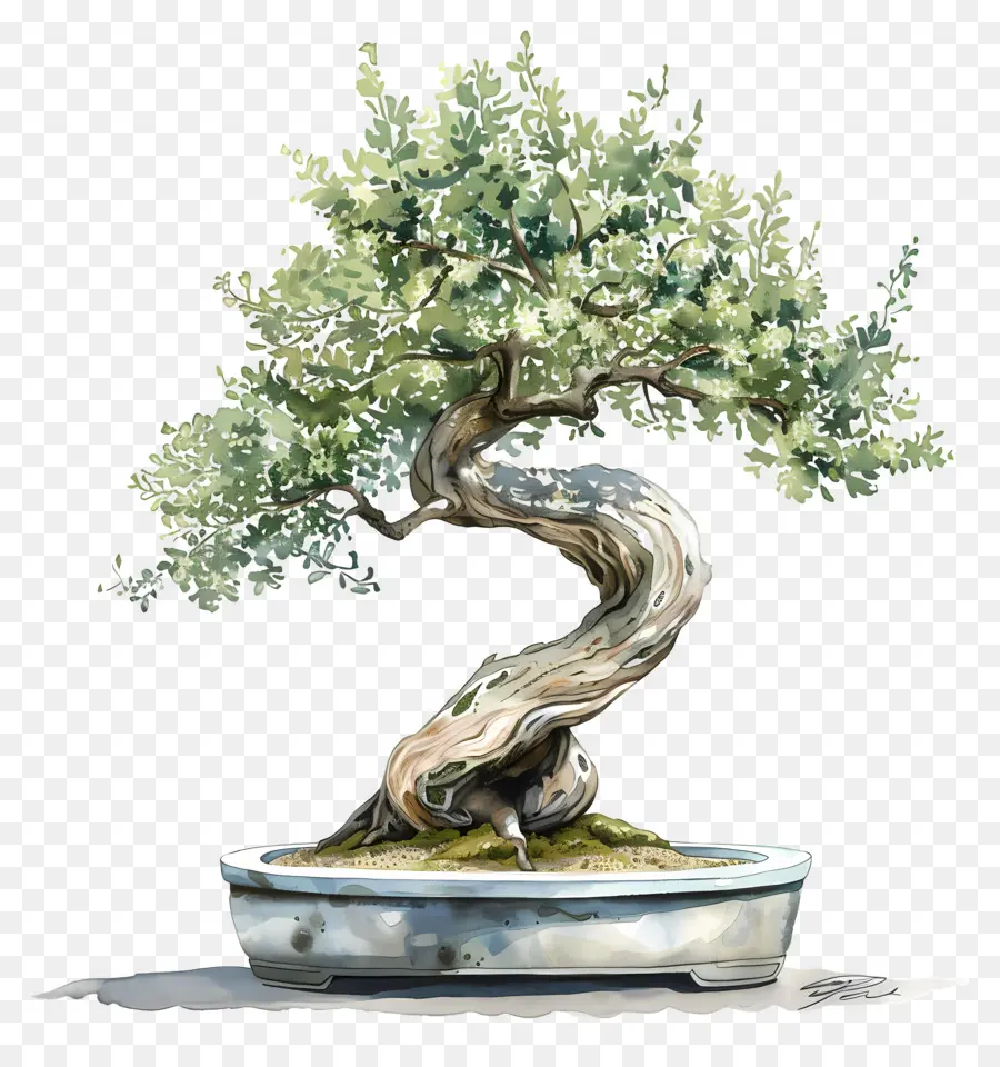 бонсай дерево，оливковое дерево PNG