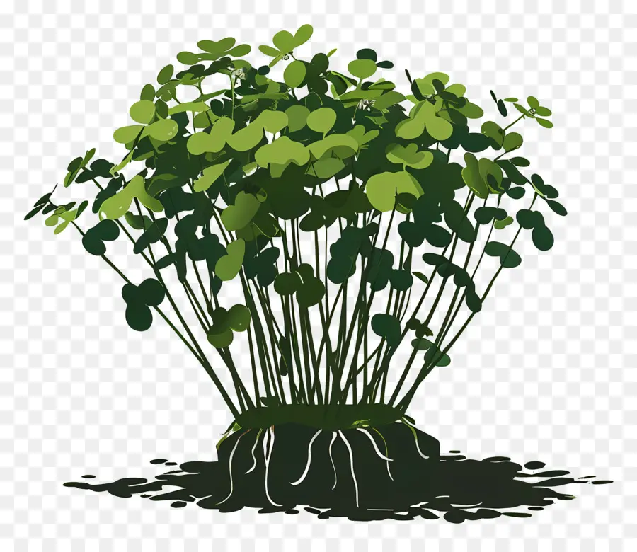 Cress，зеленое растение PNG