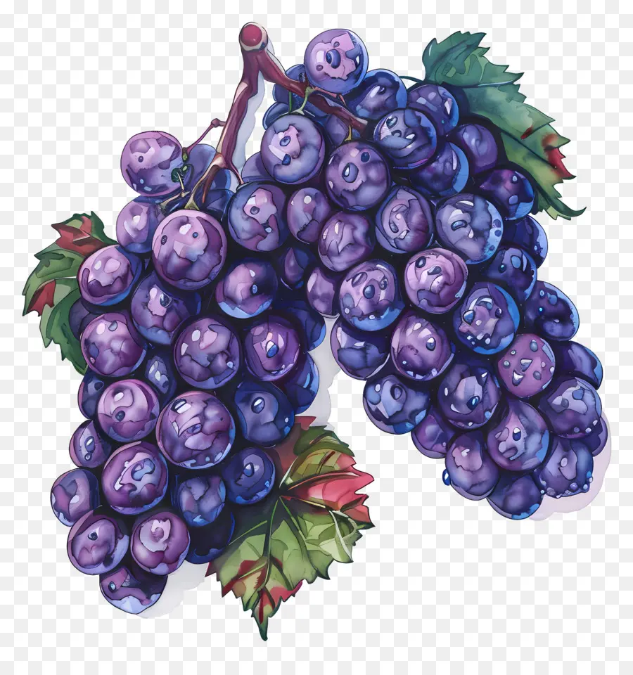 Grapes，виноградник PNG