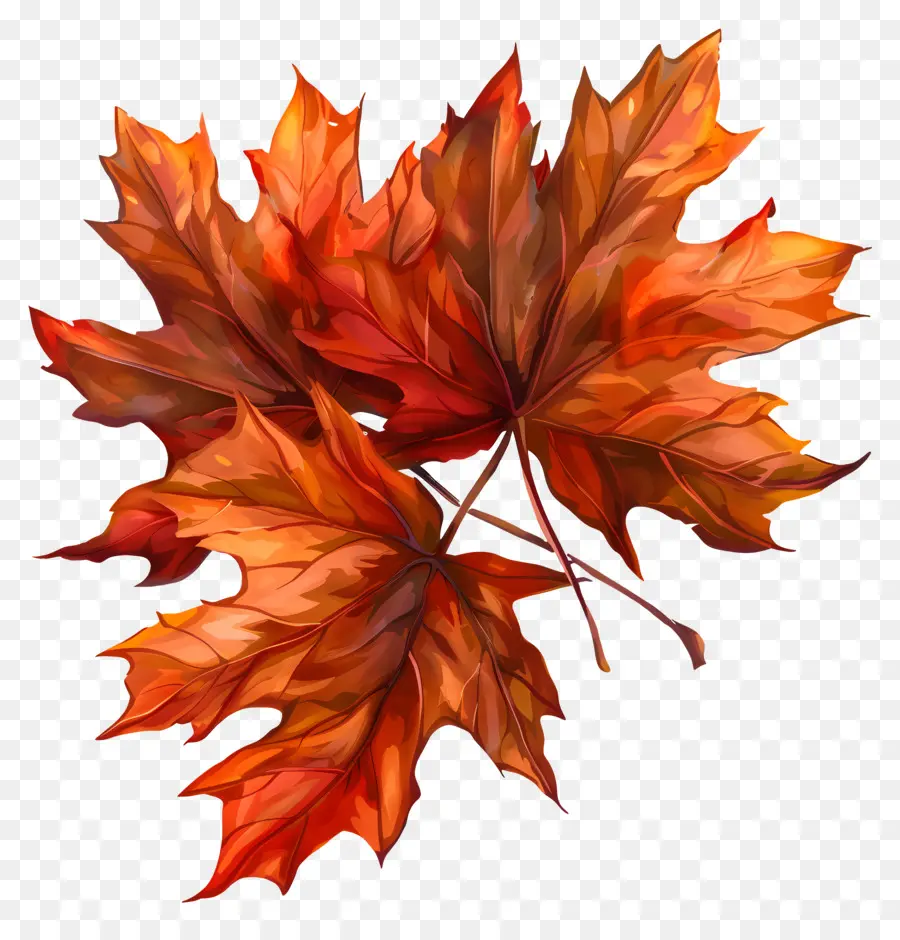 Осенние Листья，Красные кленовые листья PNG