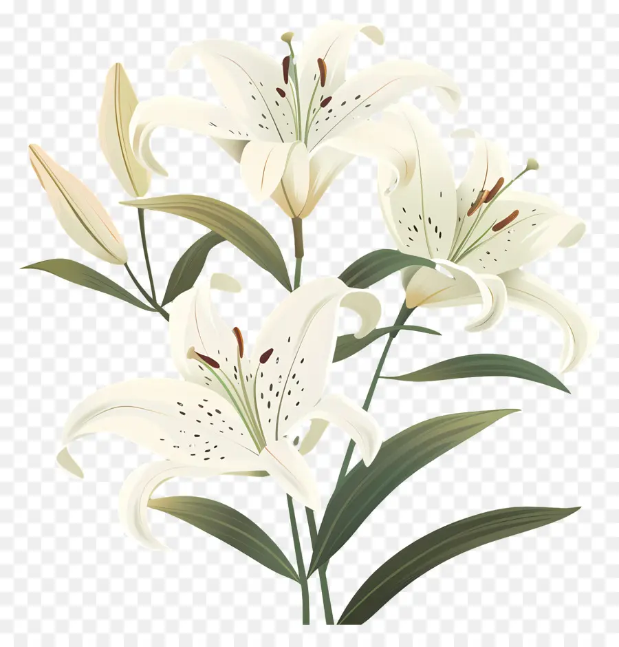 лилии，белые лилии PNG
