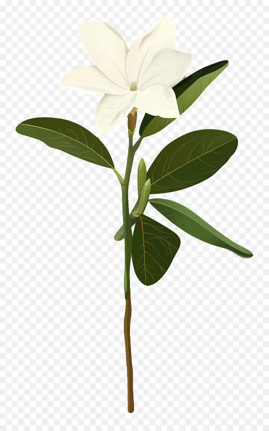 жасмин，белый цветок PNG