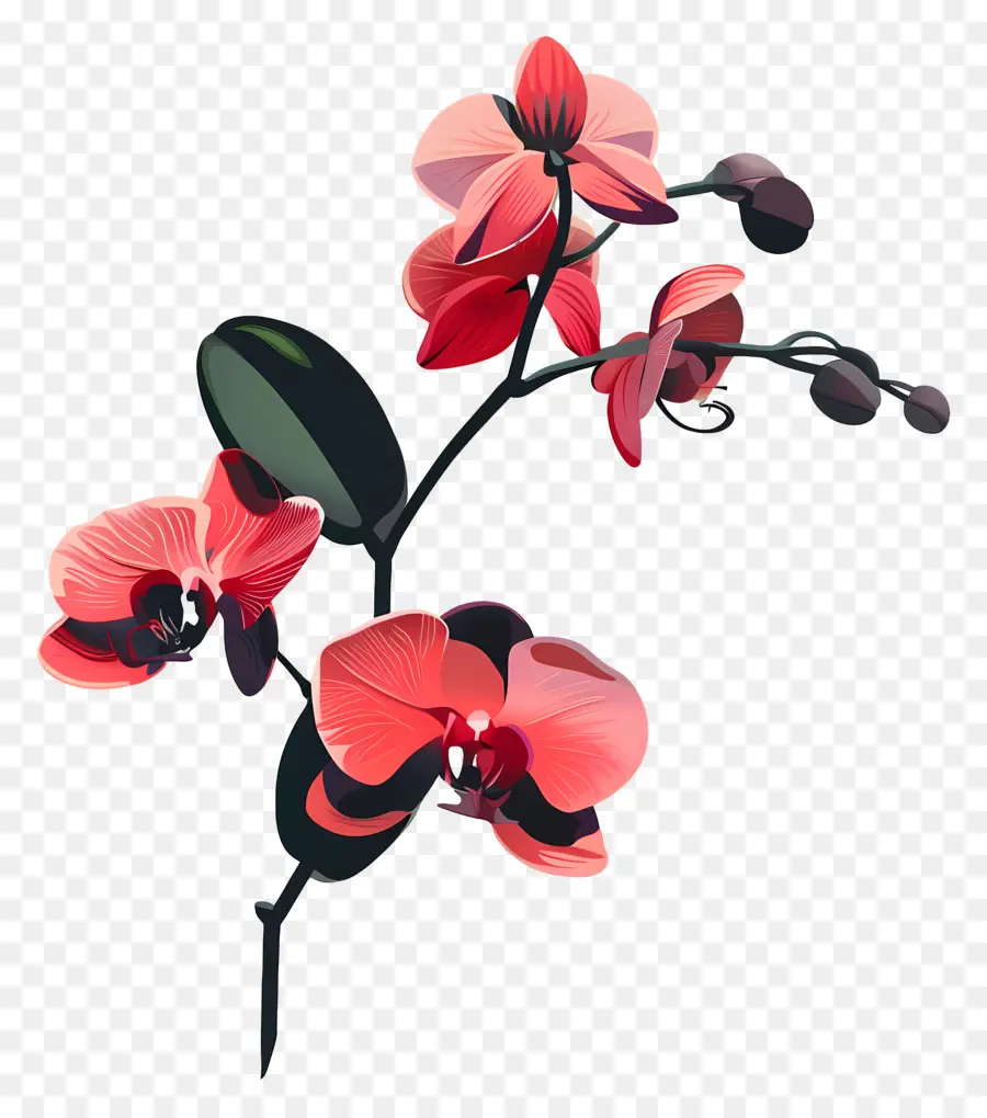 Орхидеи，розовые орхидеи PNG