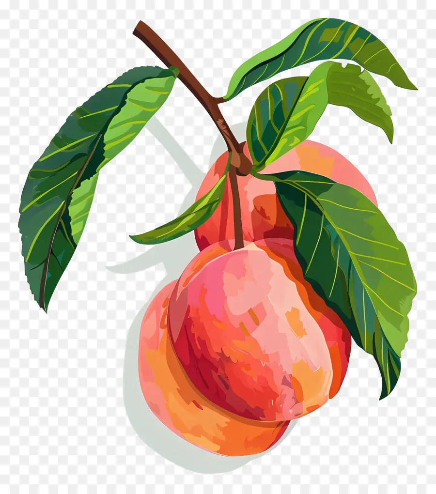 персики，зрелый персик PNG